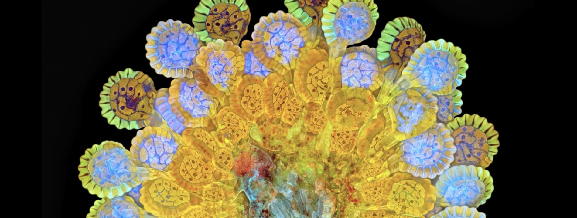 illustration micro photo