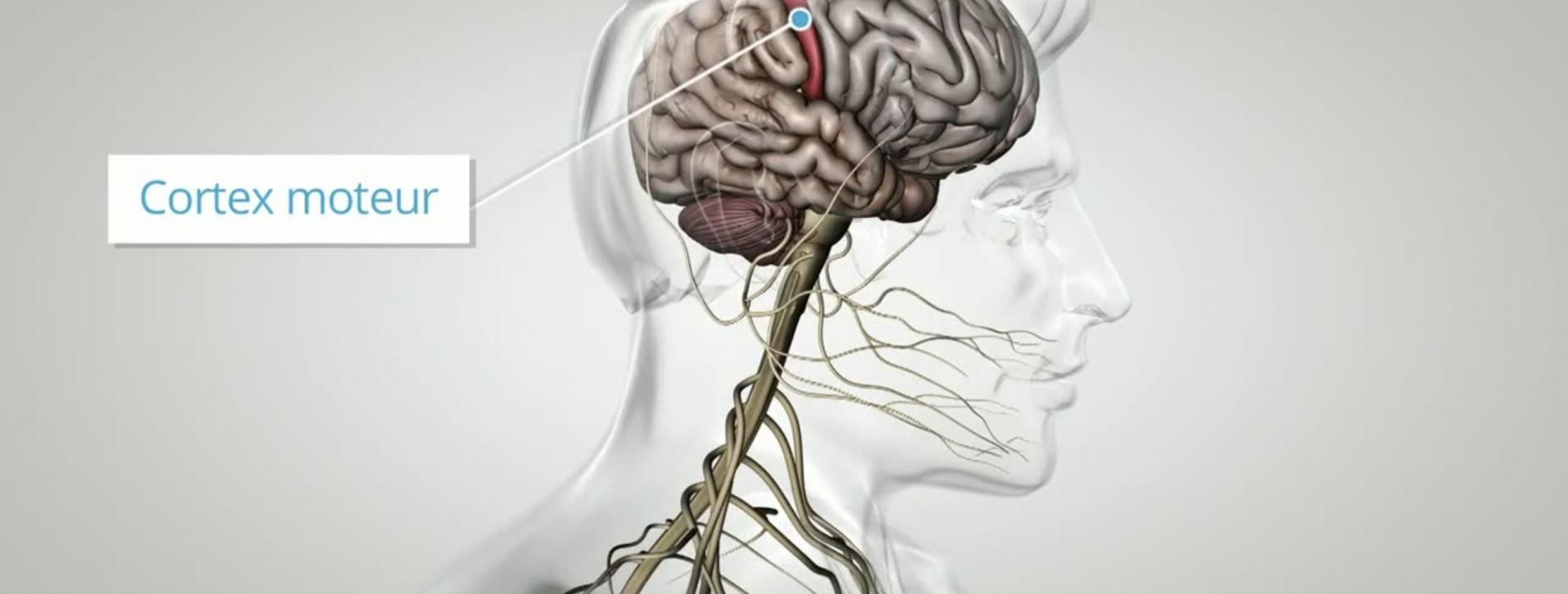 Corpus, au coeur des organes