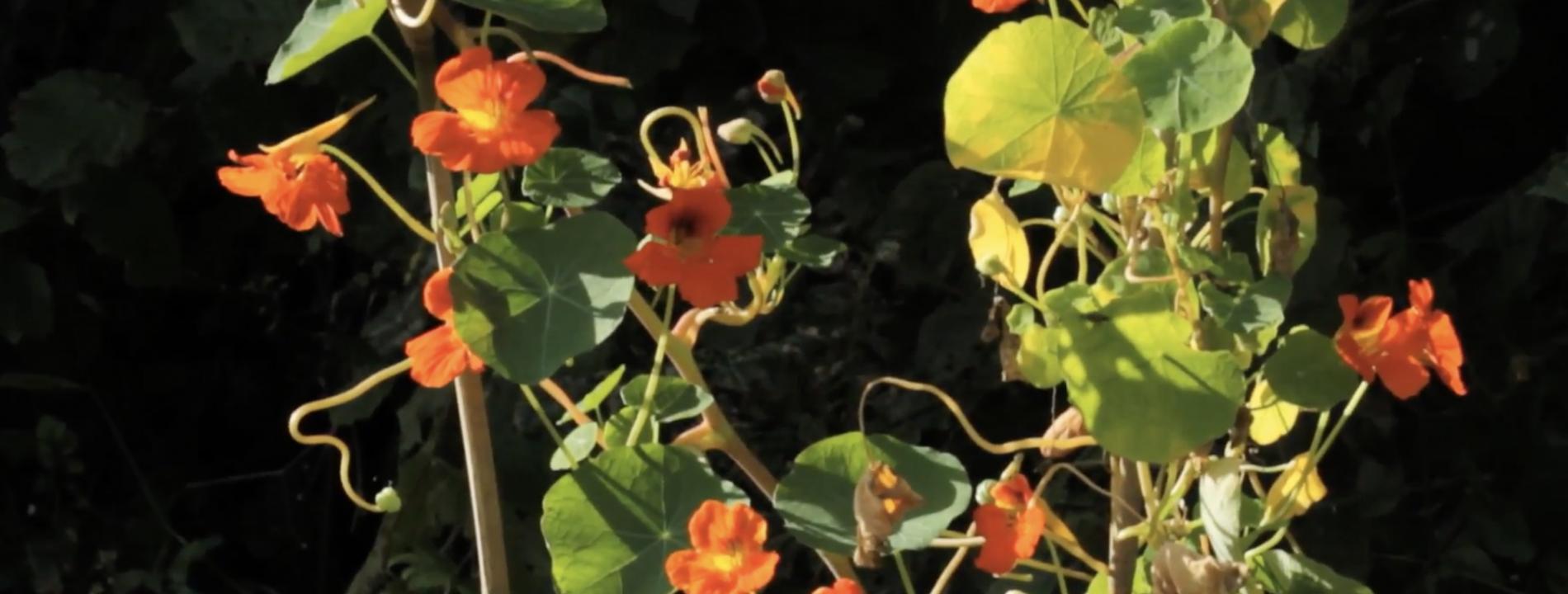 illustration secrets de plantes