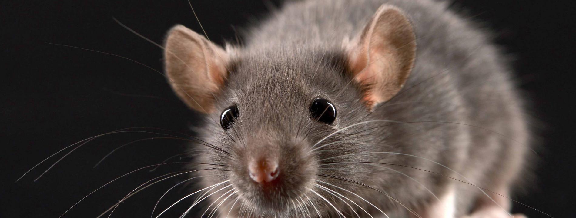 Image débat rats