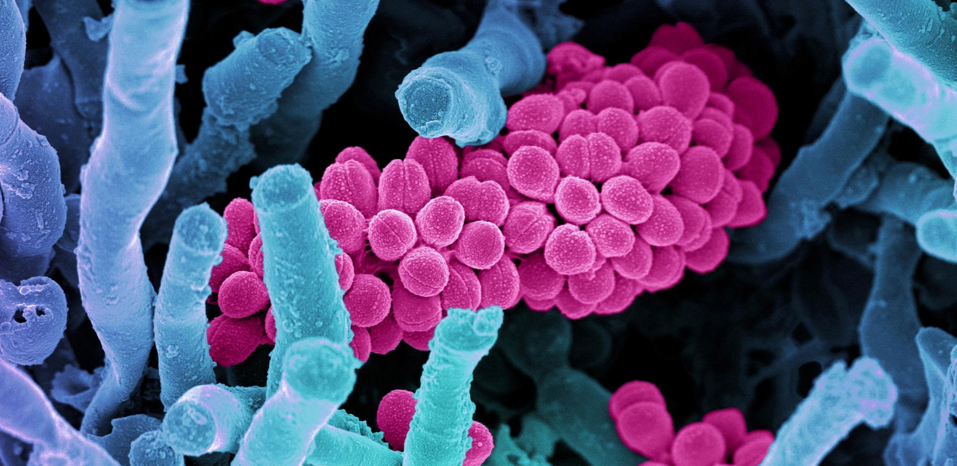 microbiote
