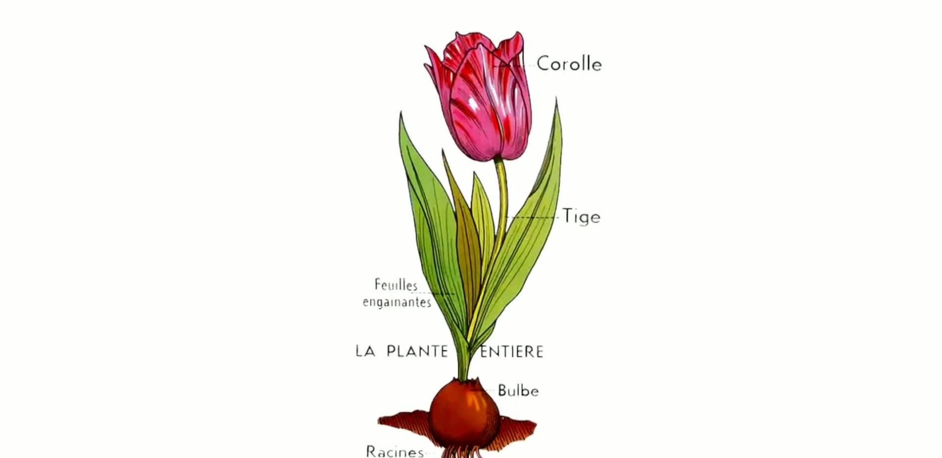Une question de sexe