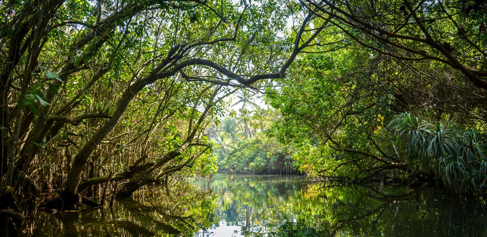 Photo mangrove