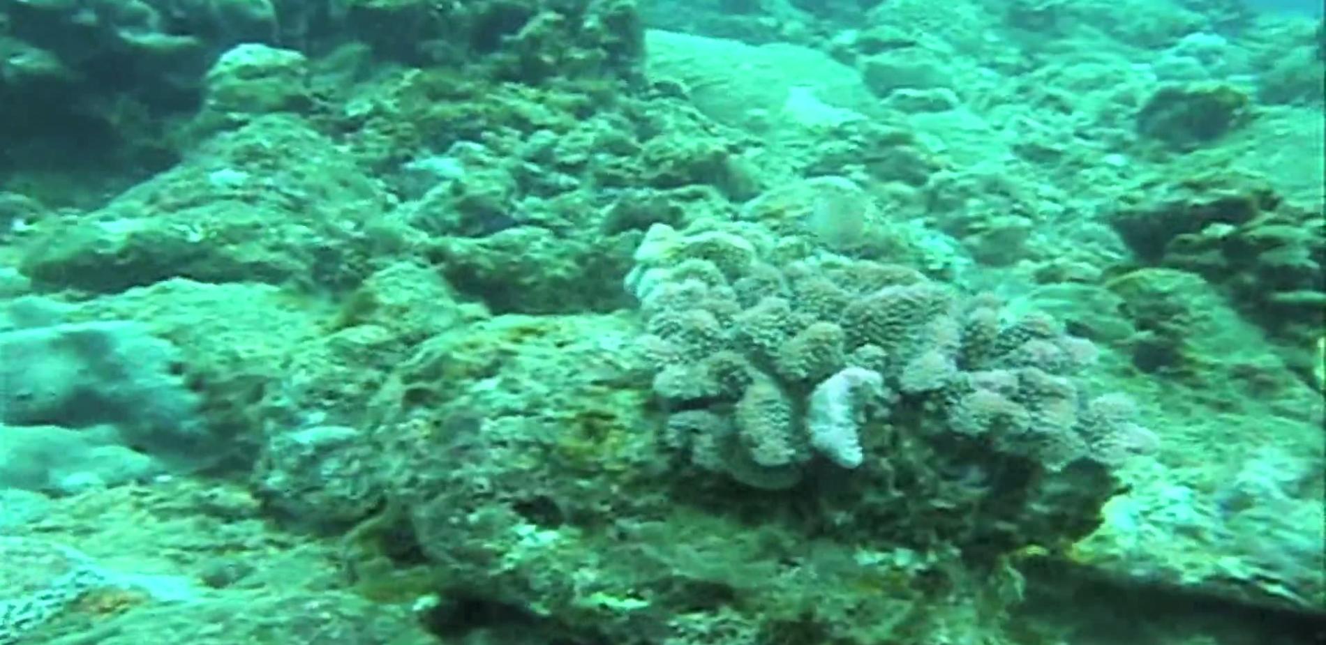 Sauvetage de coraux à l'île Maurice