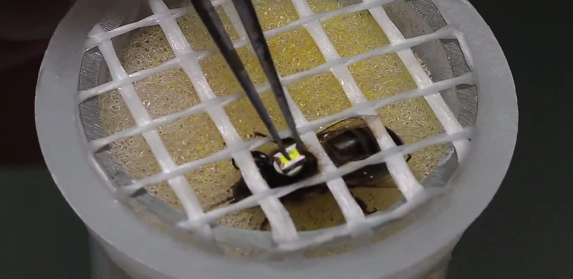 Des puces RFID au secours des abeilles