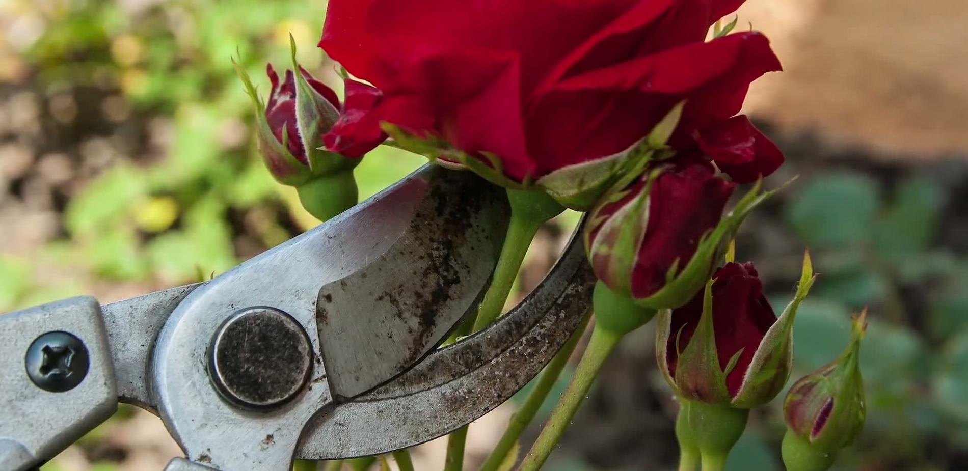 Les plantes sonnent l'alarme (et autres infos)