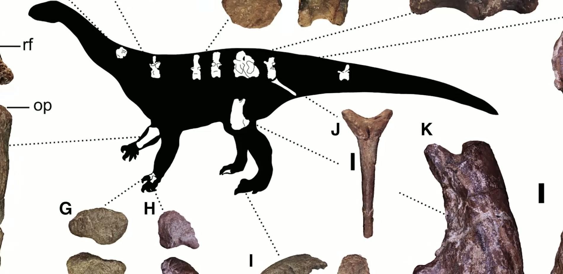 Le géant du Jurassique (et autres infos)
