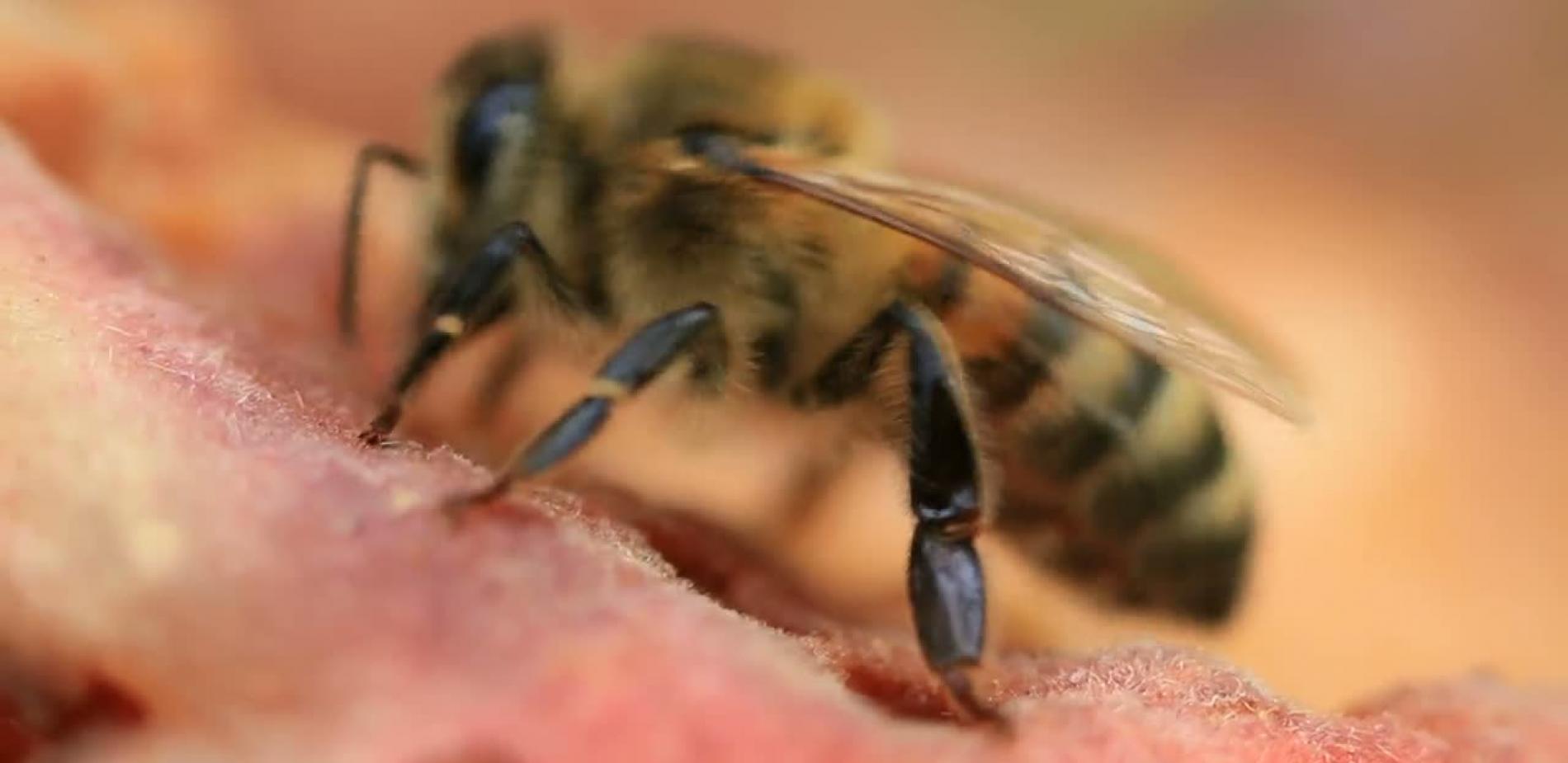 Août : fleurs et fruits dans l'air chaud de l'été