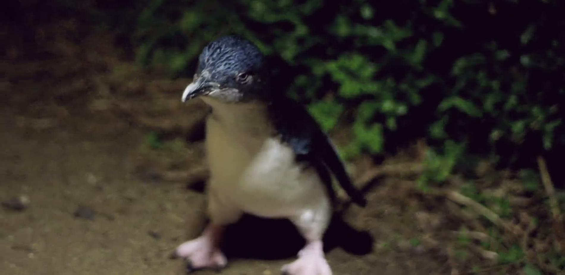 Australie, à la découverte des manchots pygmées