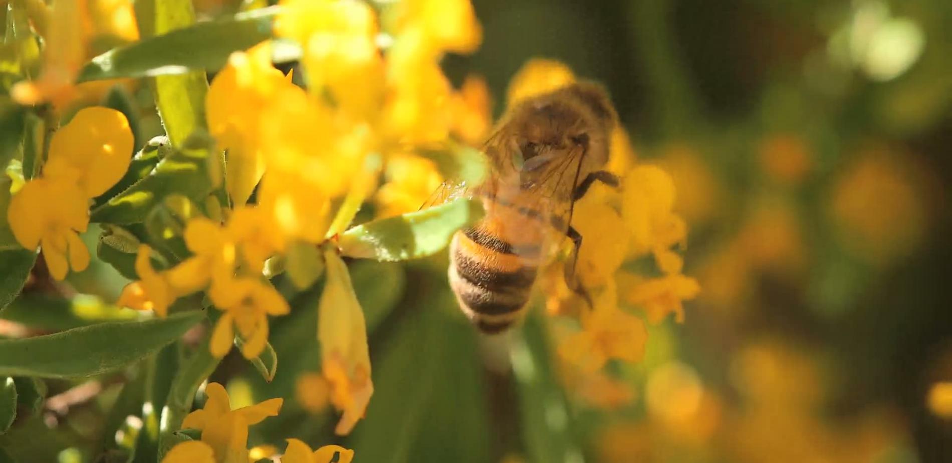 L'énergie des abeilles