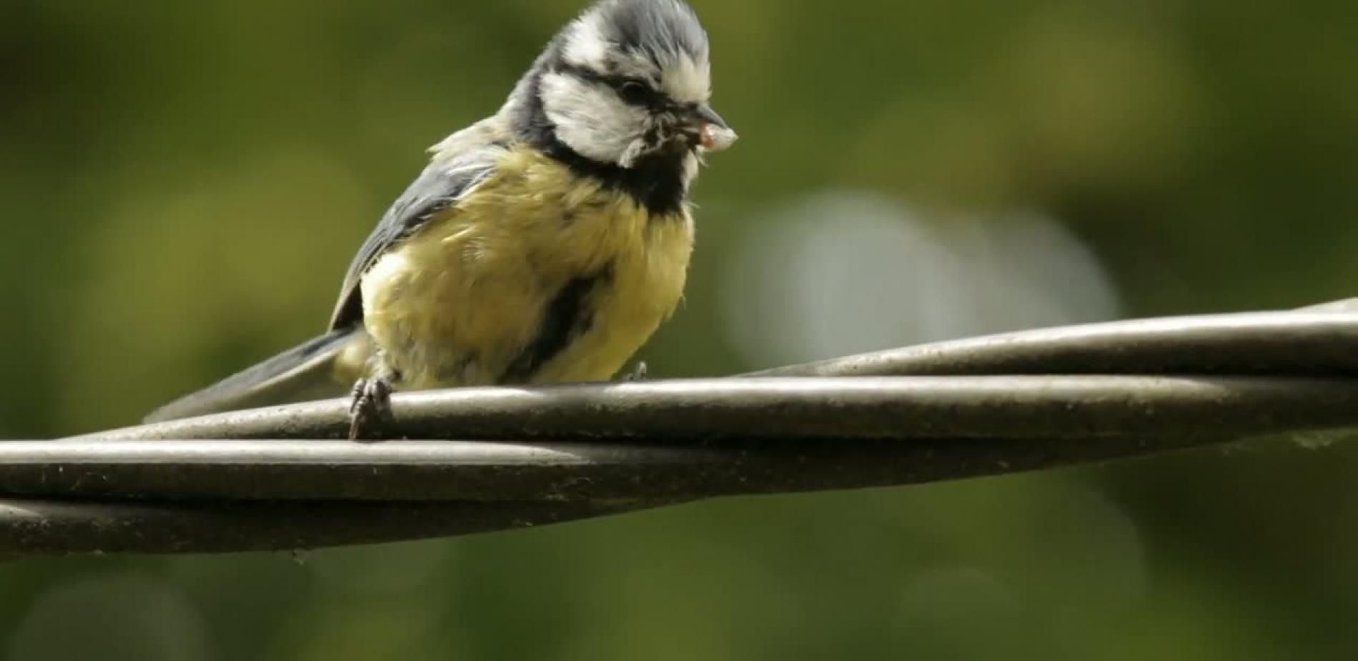 Mai : au bonheur des oiseaux nourrissant leurs petits