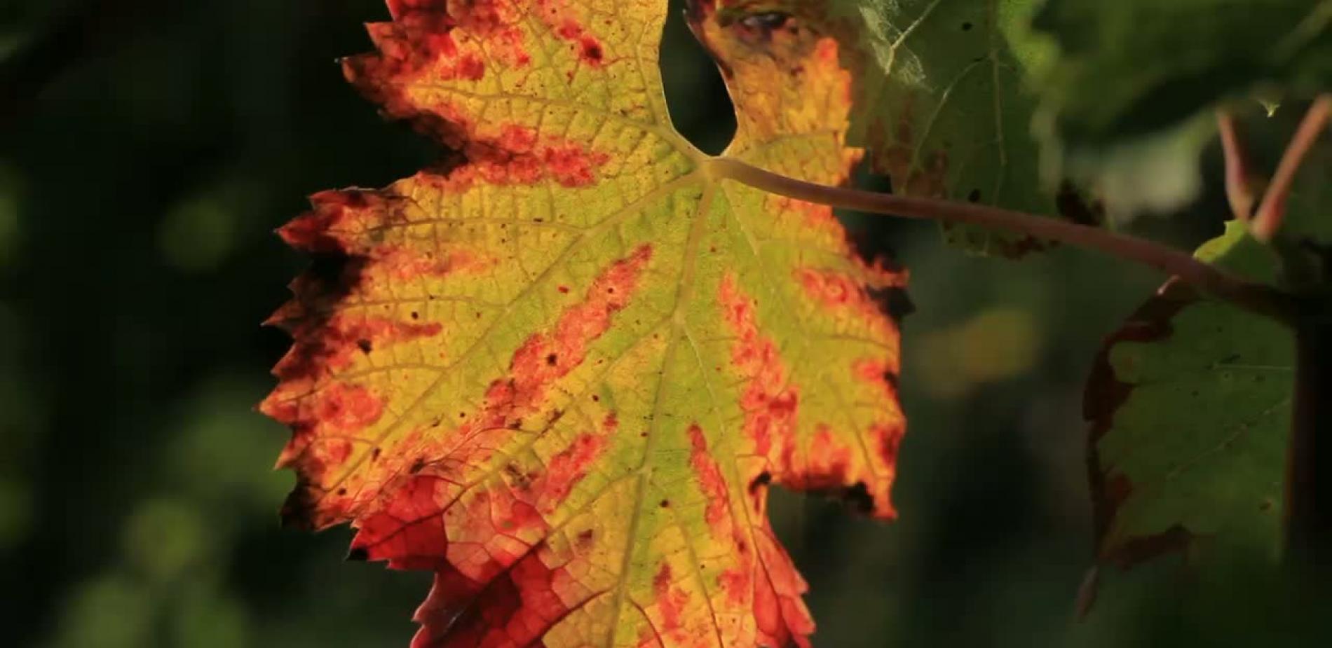 Novembre : les feuilles tombent sous le soleil d'automne