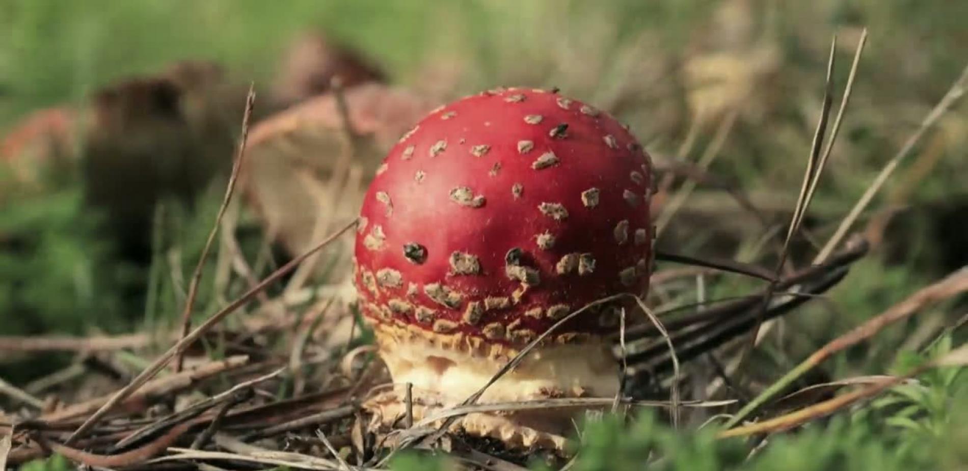 Octobre : colchiques dans les prés et réserves d'écureuils