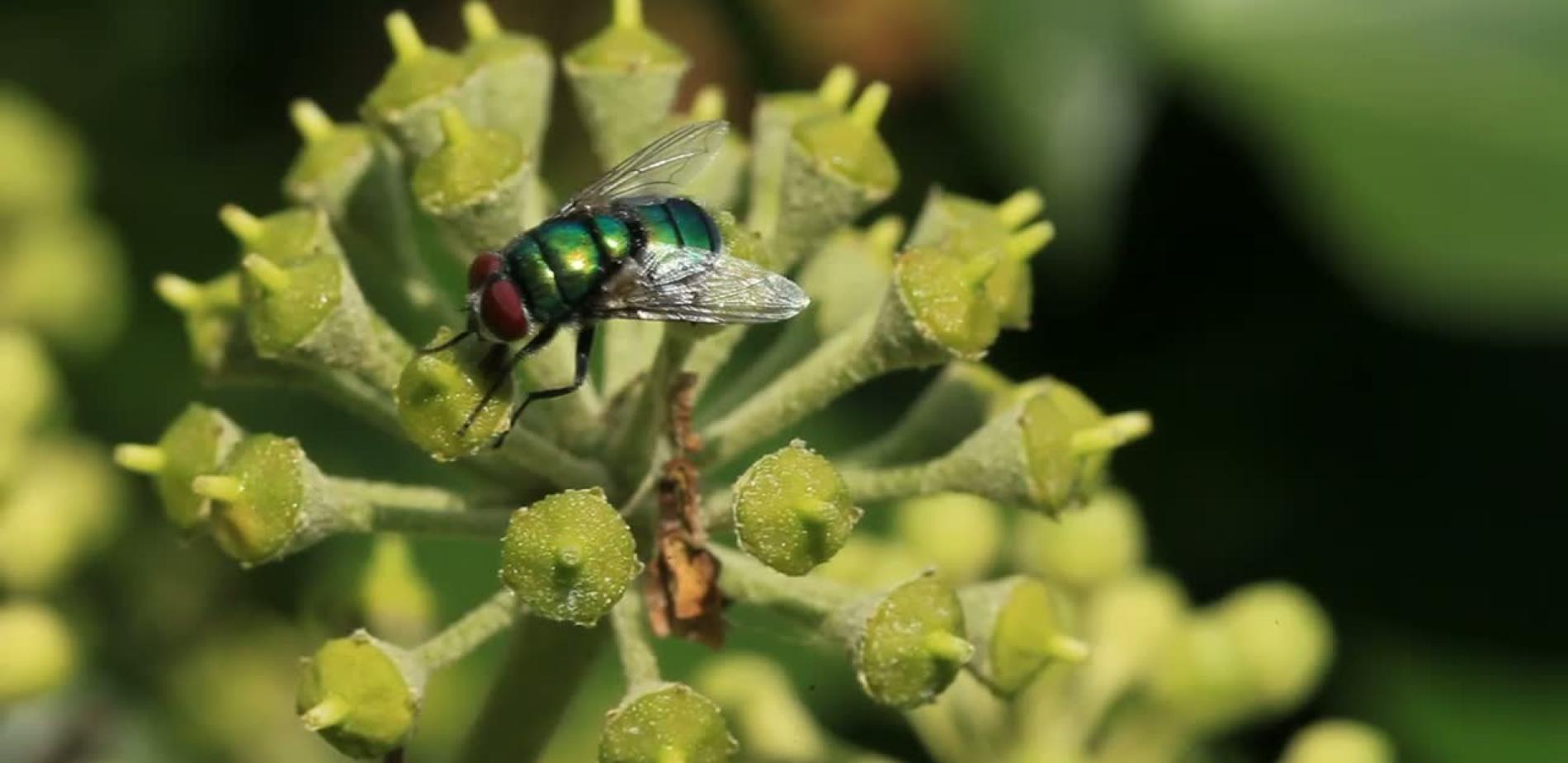 Septembre : le cerisier jaunit et le lierre fleurit