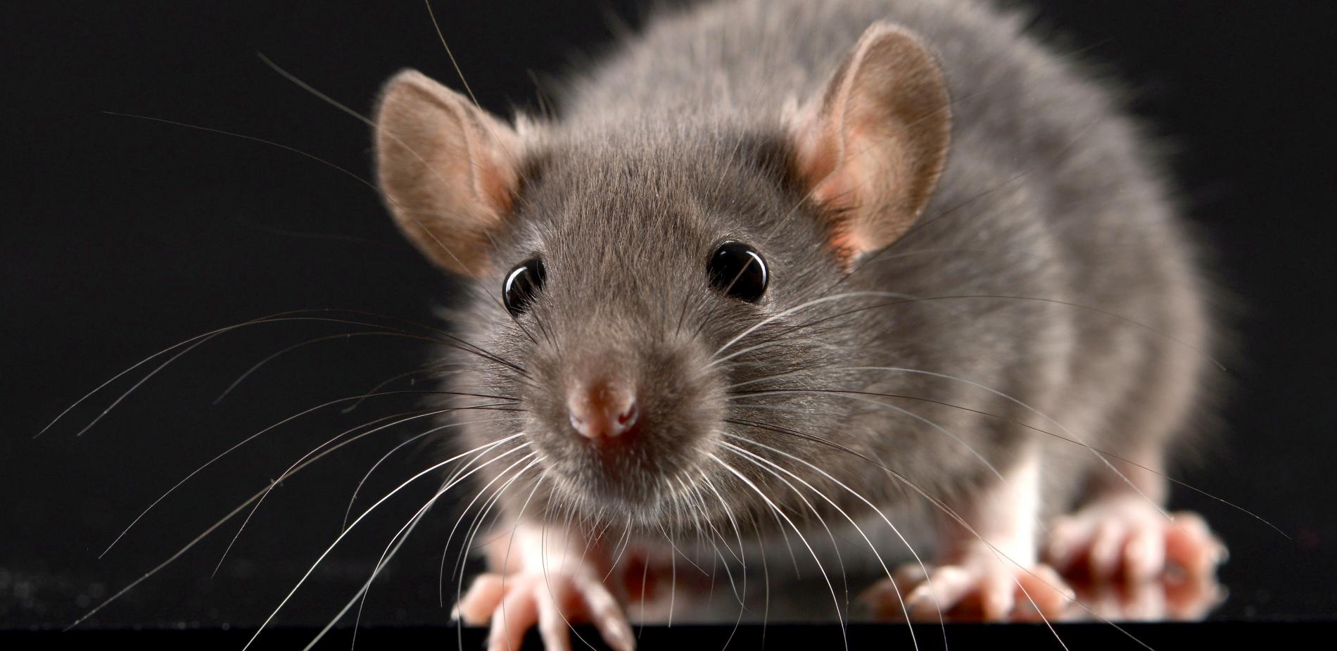 Laine d'acier contre les souris, les rats et autres animaux nuisibles