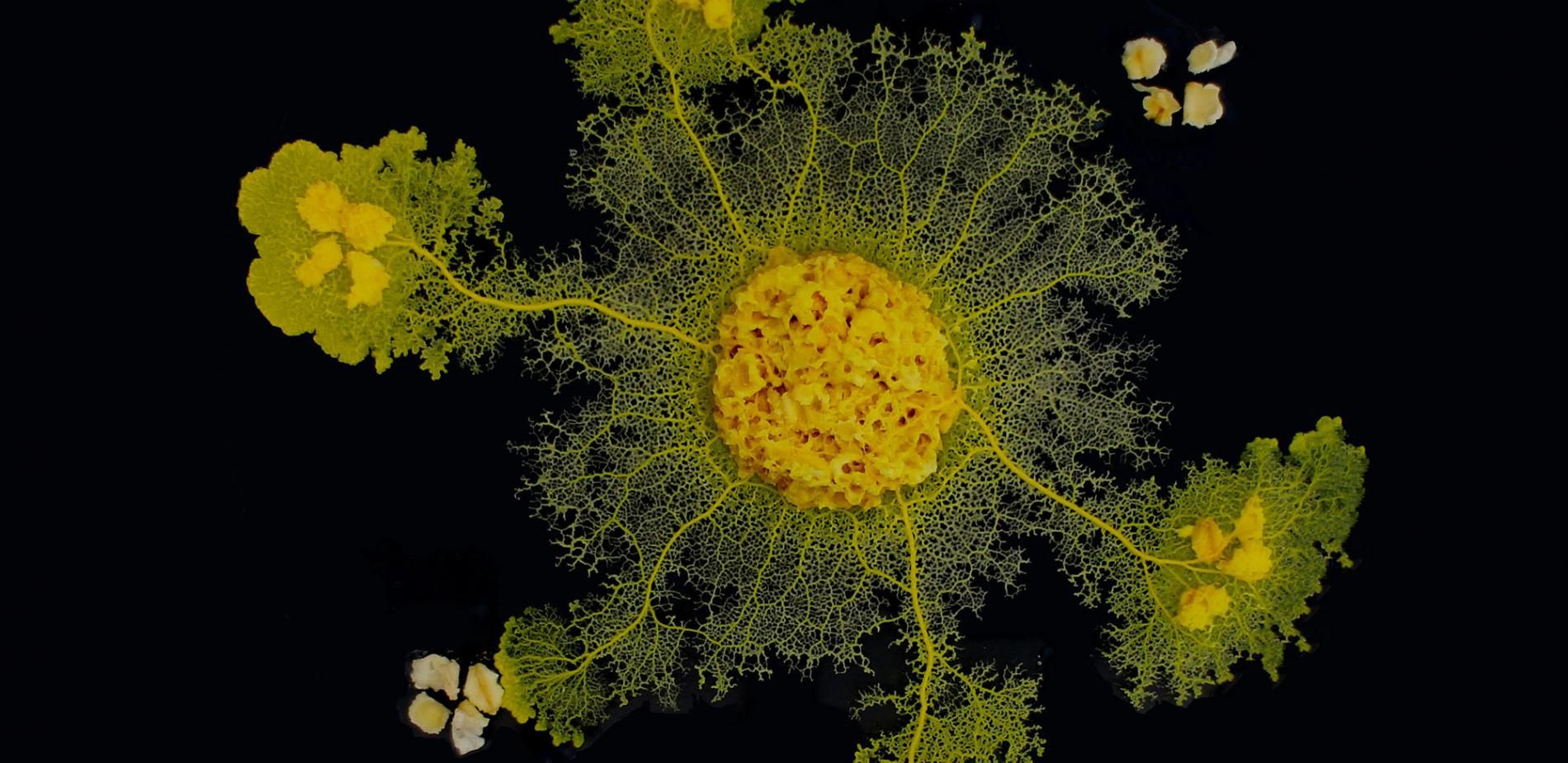 illustration le blob CNRS Audrey Dussutour