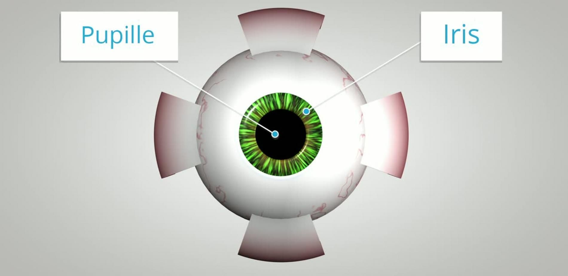La vision comme vous ne l'avez jamais vue !