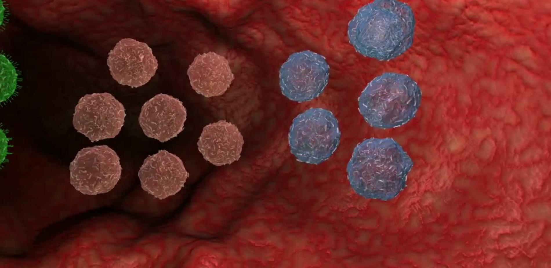 La mémoire immunitaire comme vous ne l'avez jamais vue