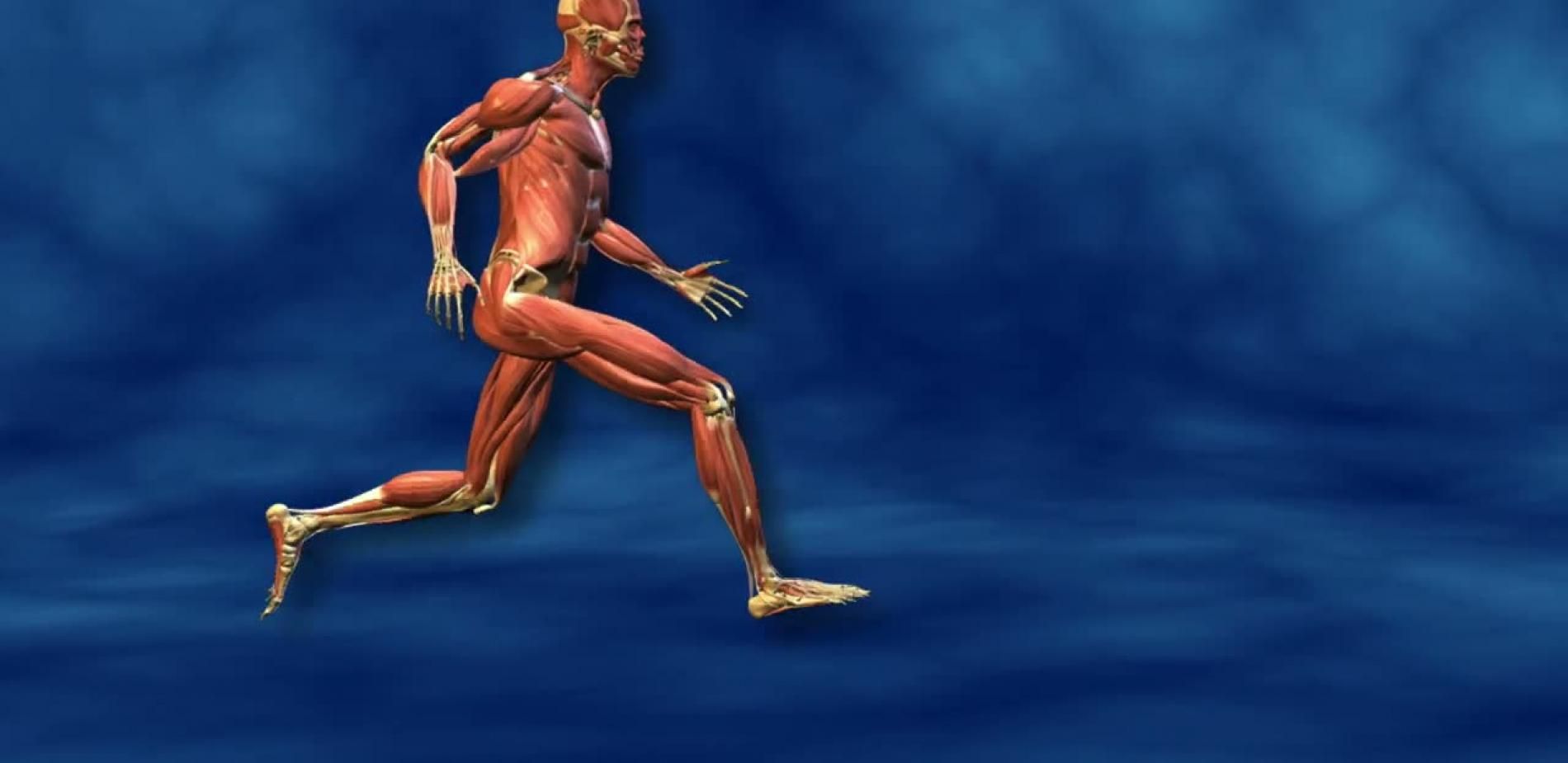 Le muscle strié comme vous ne l'avez jamais vu