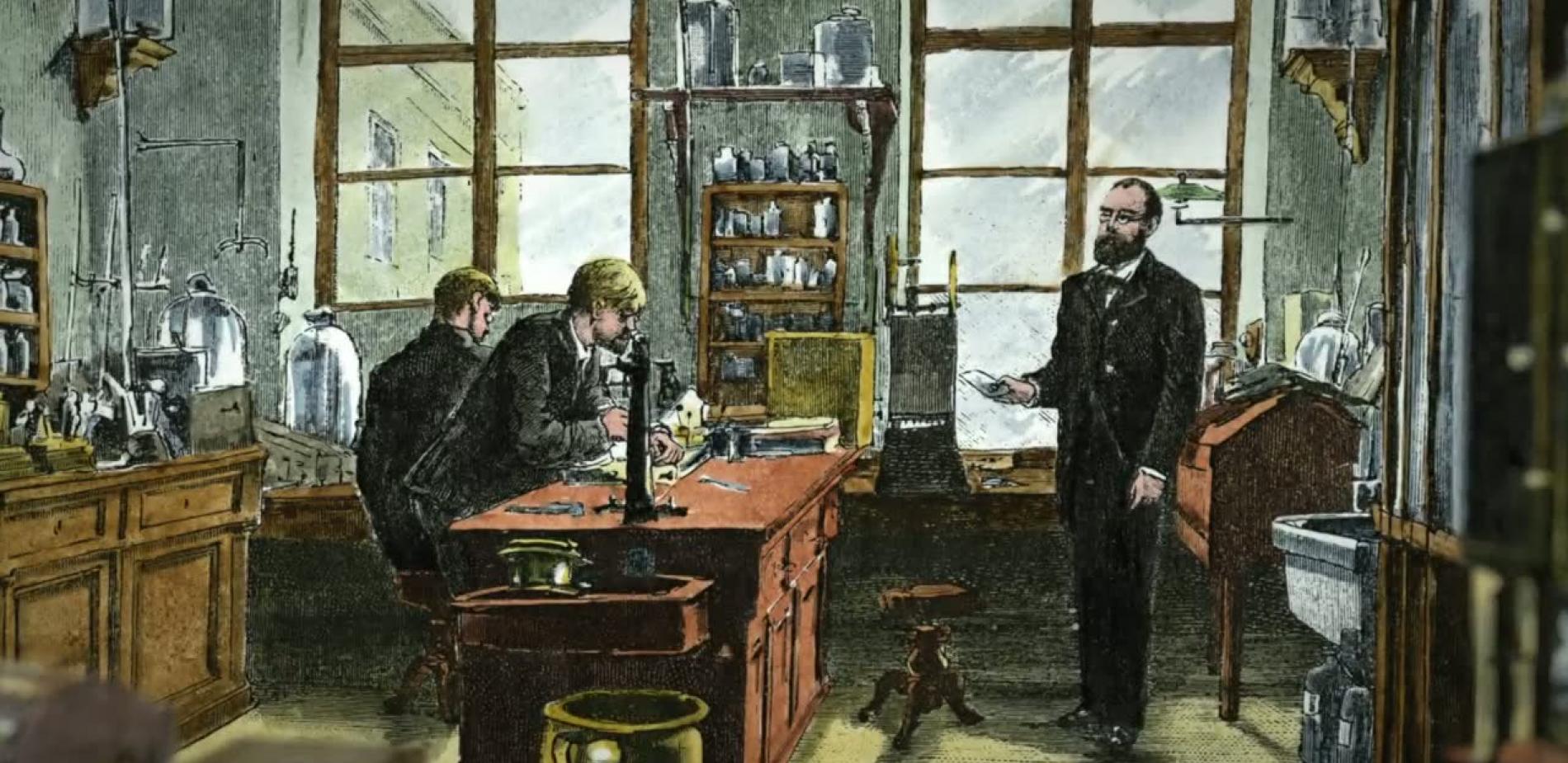 1882, Metchnikoff et la phagocytose