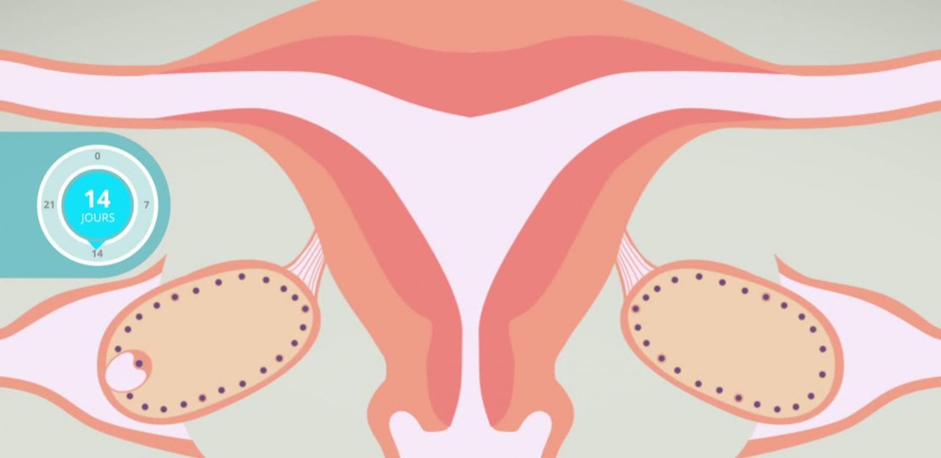 Les hormones féminines comme vous ne les avez jamais vues