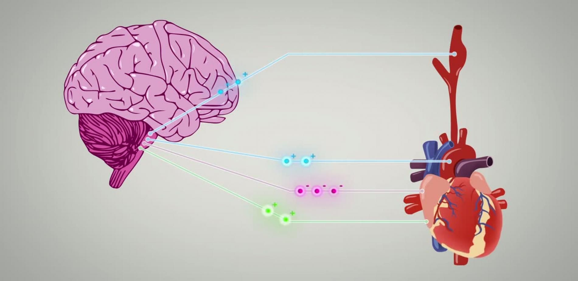 Le rythme cardiaque comme vous ne l'avez jamais vu