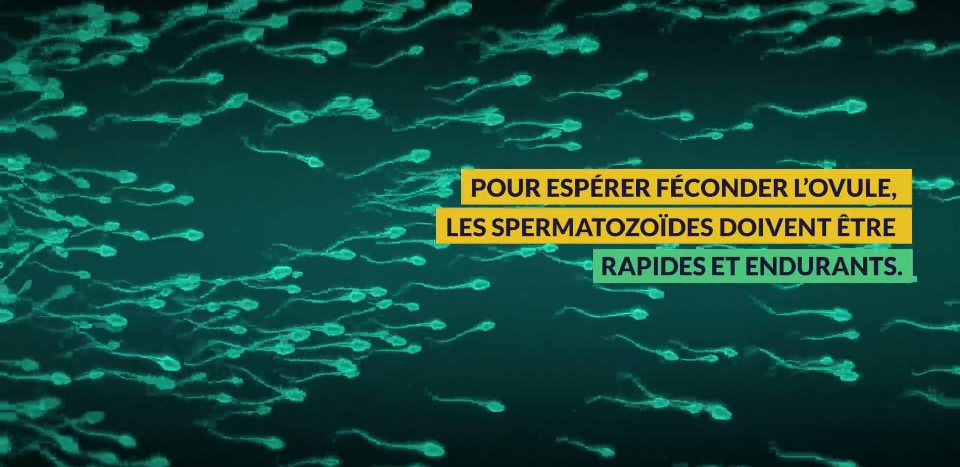 Spermatozoides en difficultés