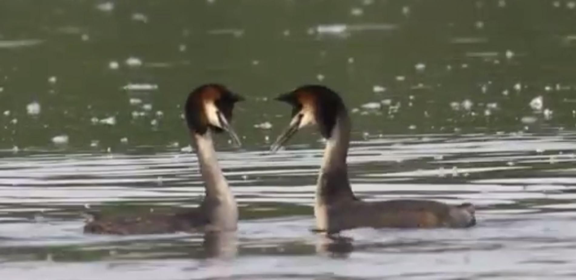 Le grèbe amoureux