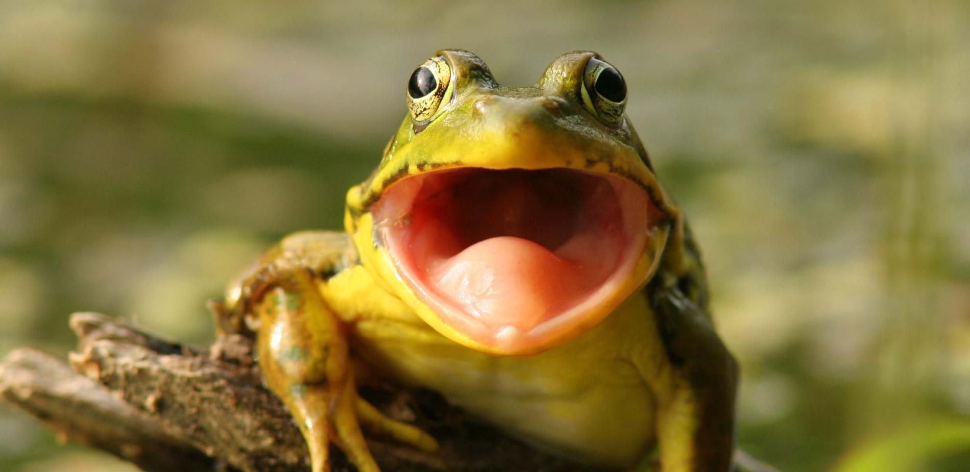 grenouille