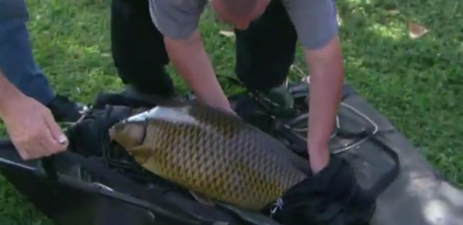 Mangeons les carpes