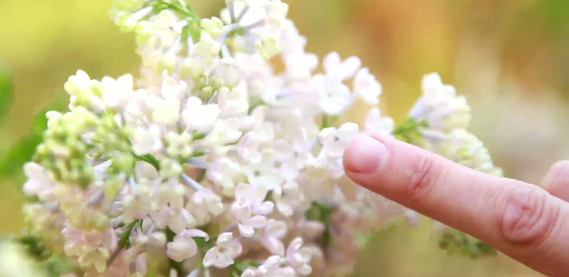 Mission lilas