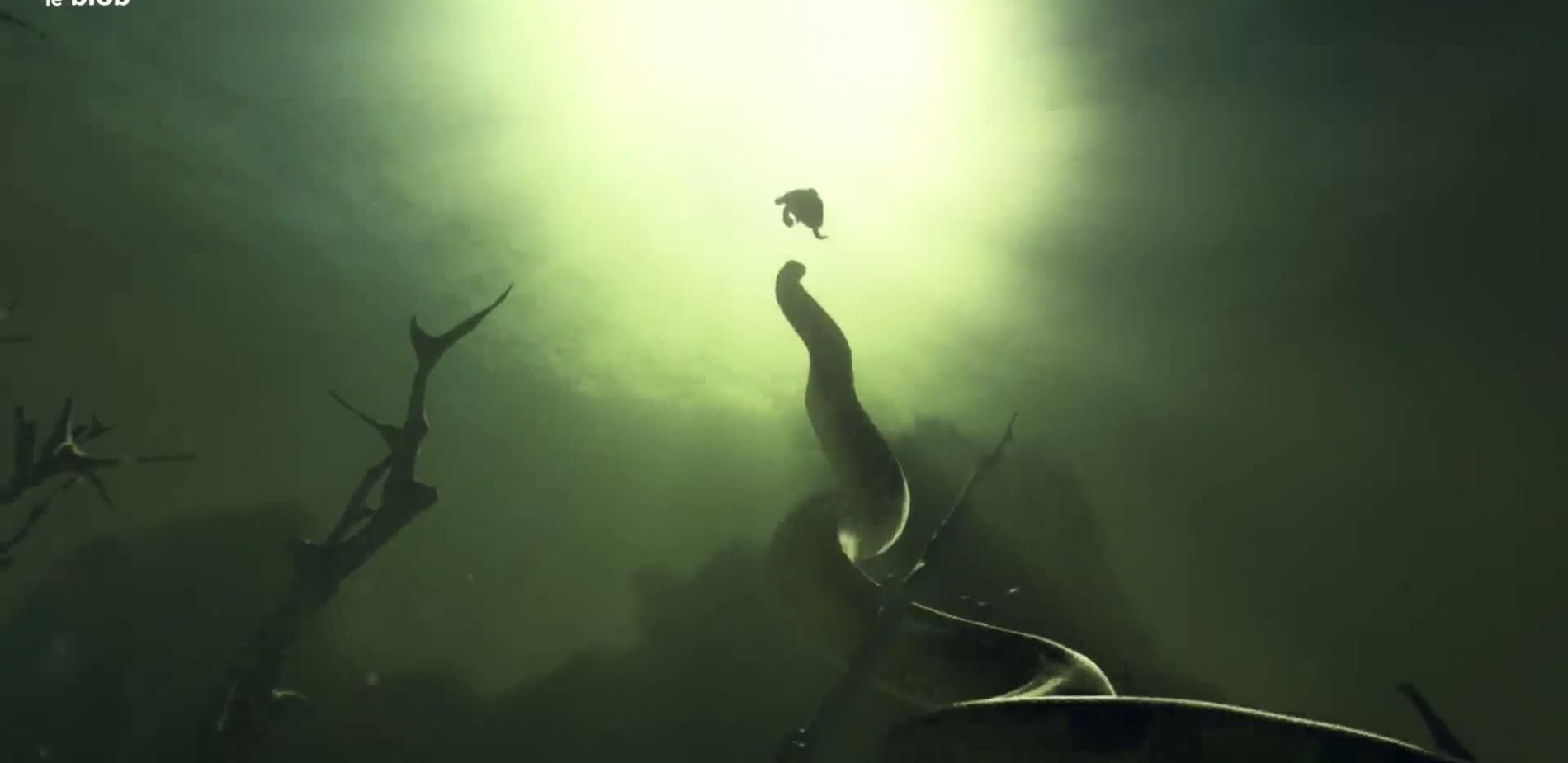 Le titanoboa
