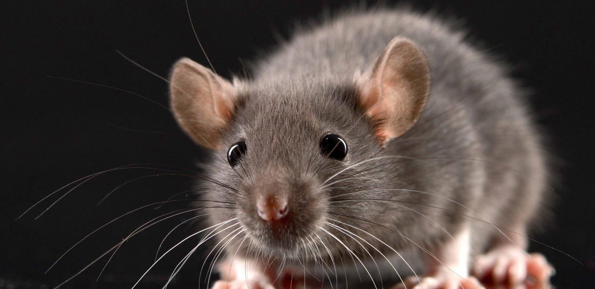 Image débat rats