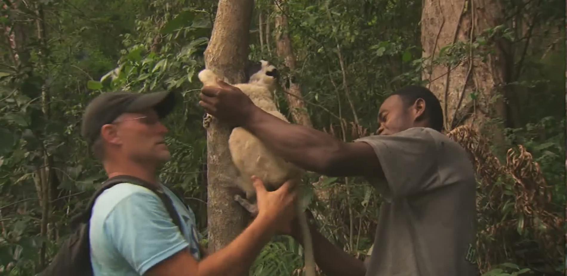 Primatologue dans le Makay