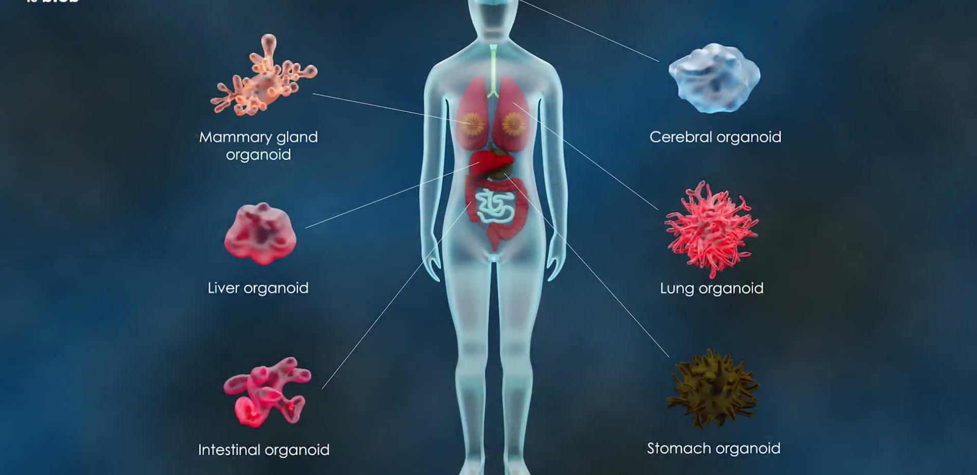 Organoïdes, une revolution medicale