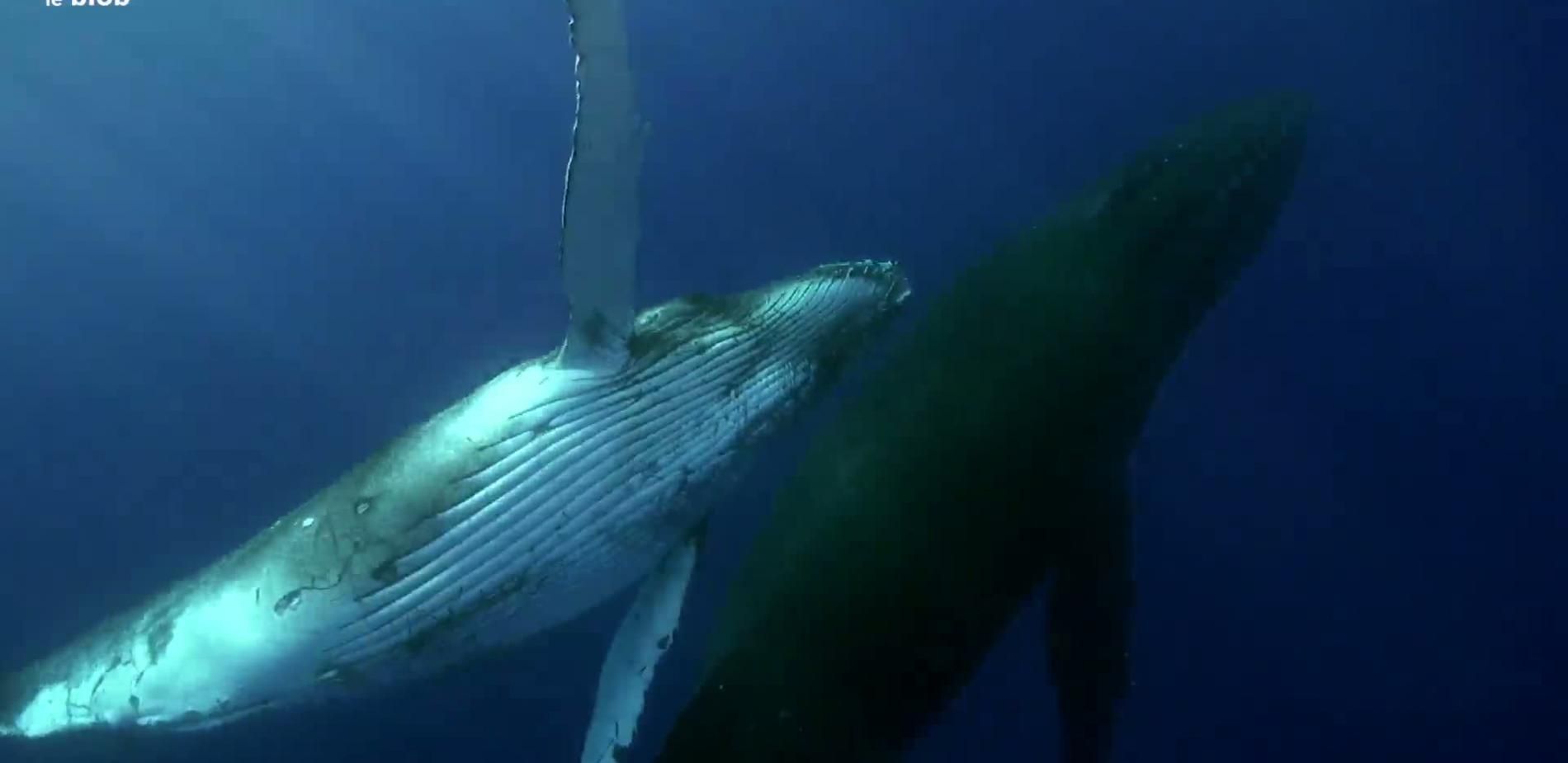 La baleine