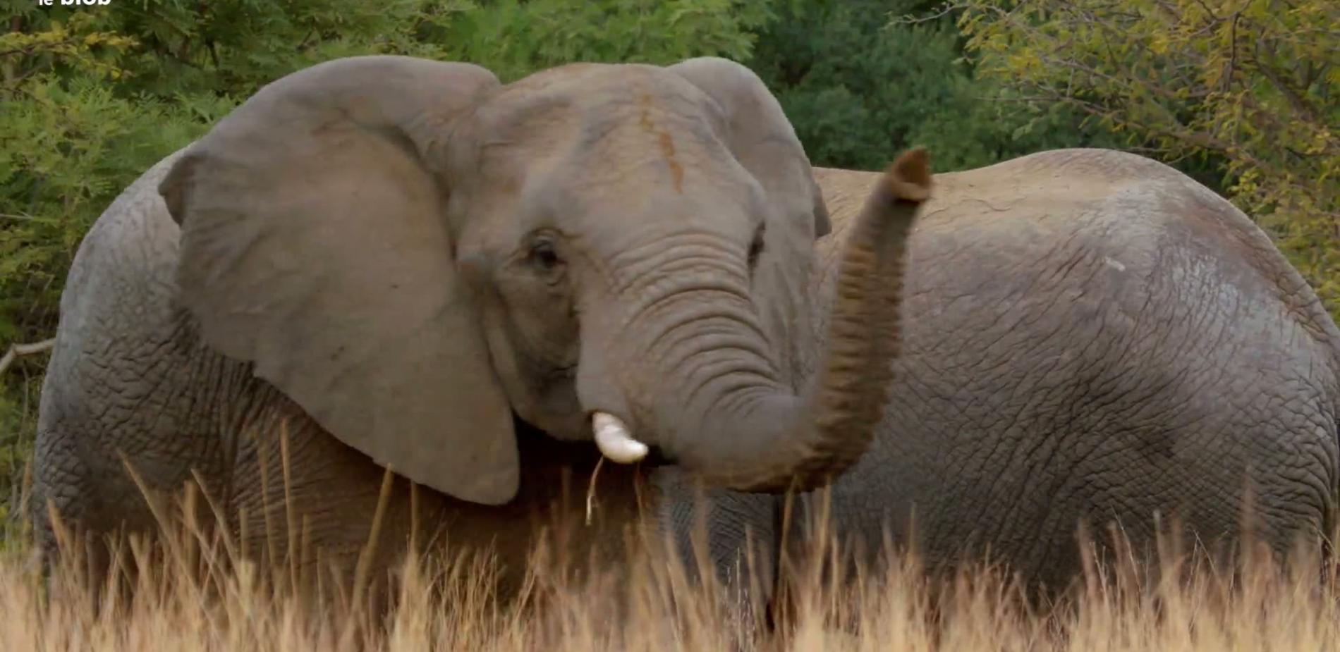 L'éléphant