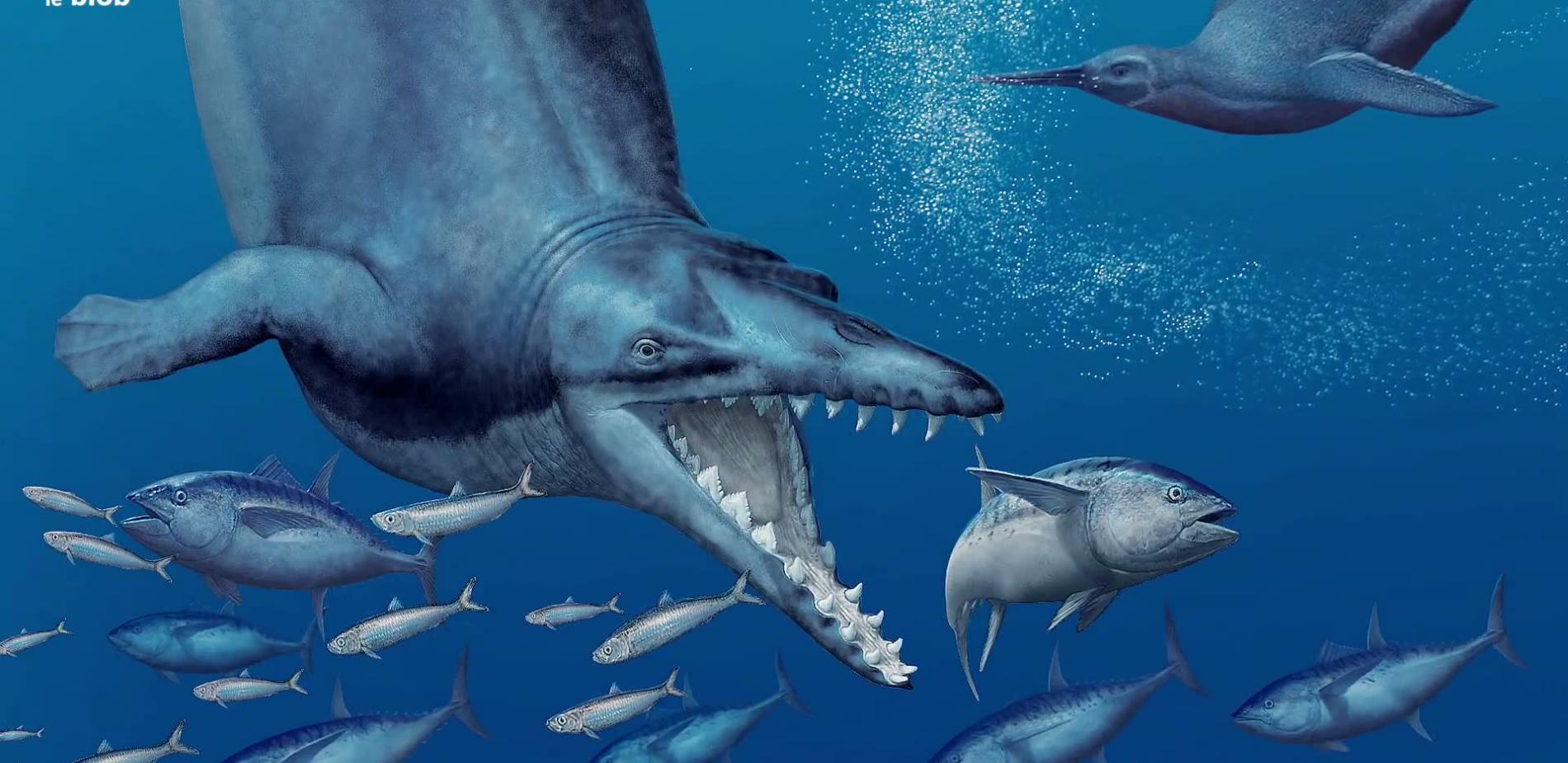 Le cynthiacetus