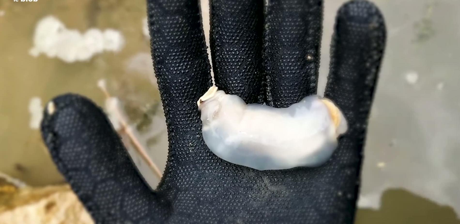 Un mollusque mangeur de pierre