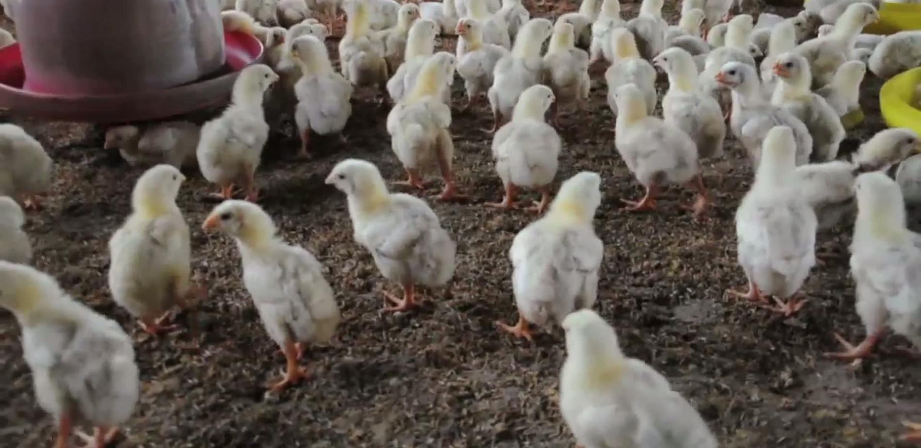 Grippe aviaire : sur les traces du virus