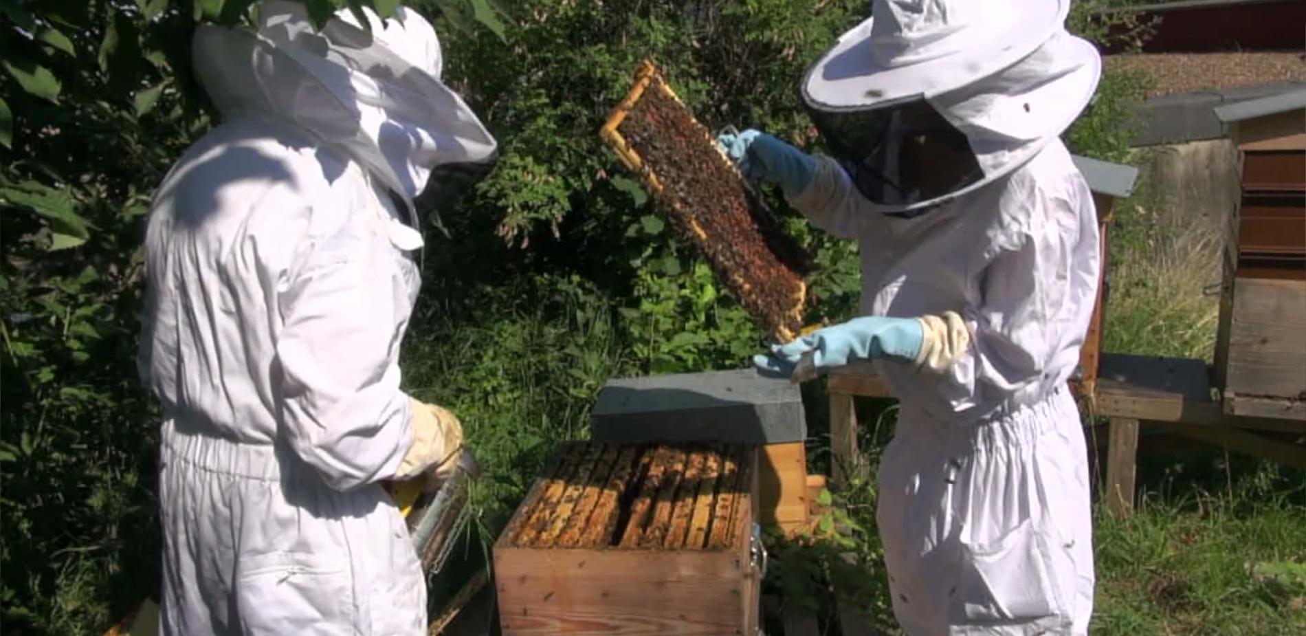 Des ruches à la Cité des sciences