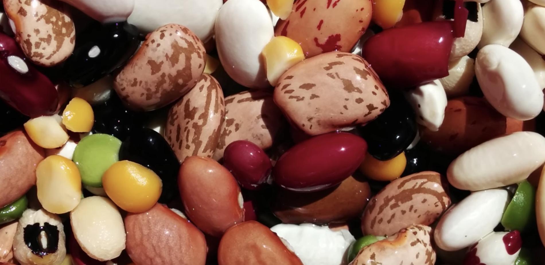 Protéines végétales pour une alimentation durable ?
