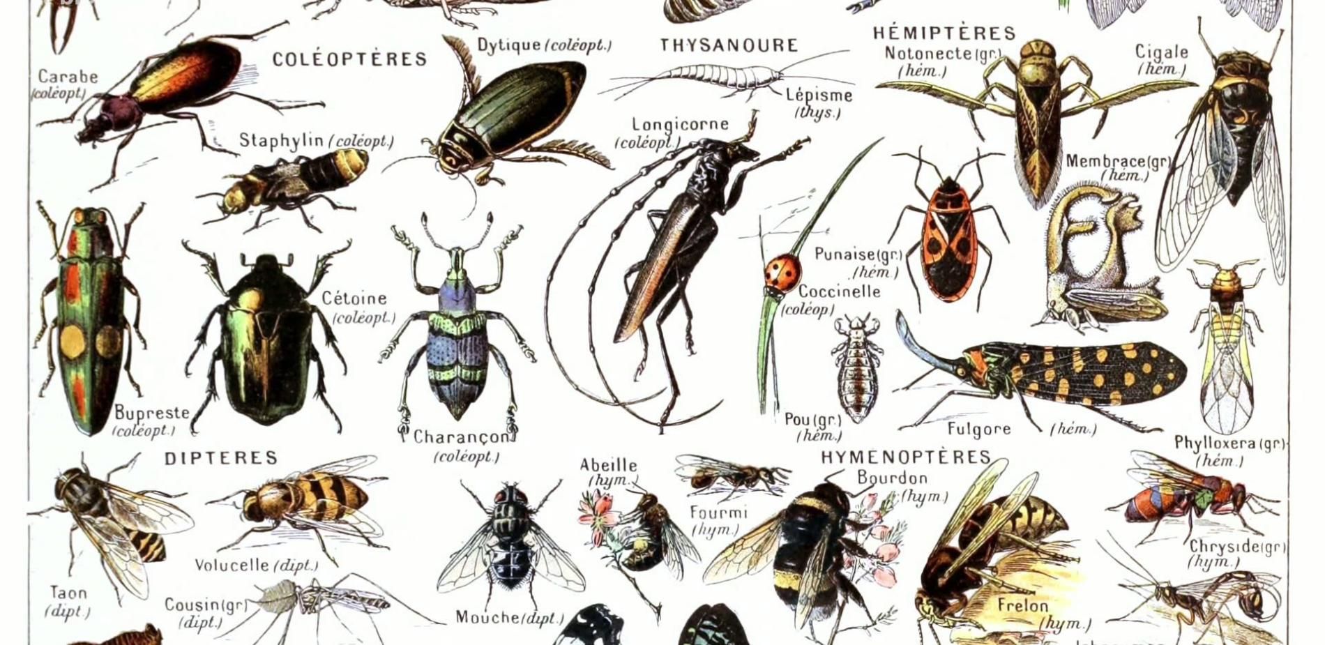 Le printemps silencieux des insectes
