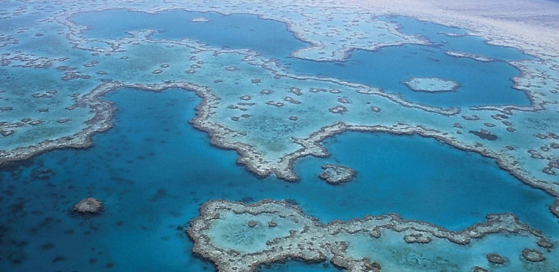 Pour aider le corail à faire face au changement climatique, une équipe australienne a testé une méthode originale : habituer aux fortes chaleurs les algues avec lesquelles le corail vit en symbiose.