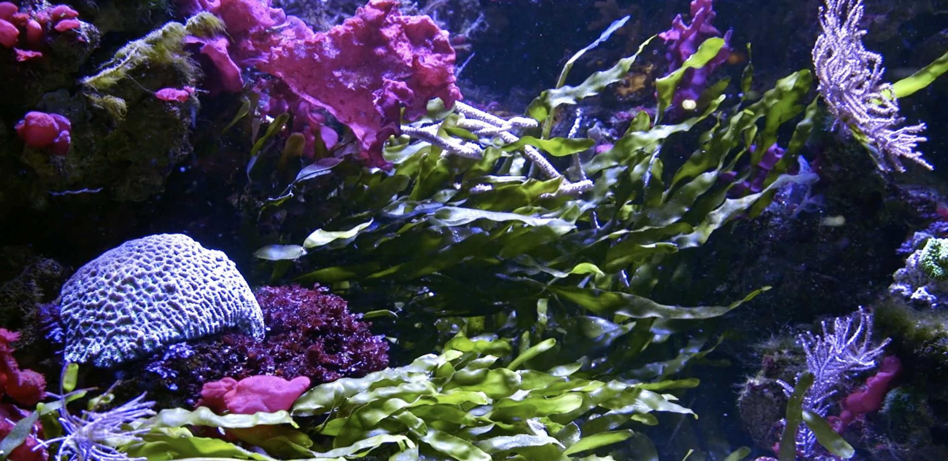 Des algues protectrices