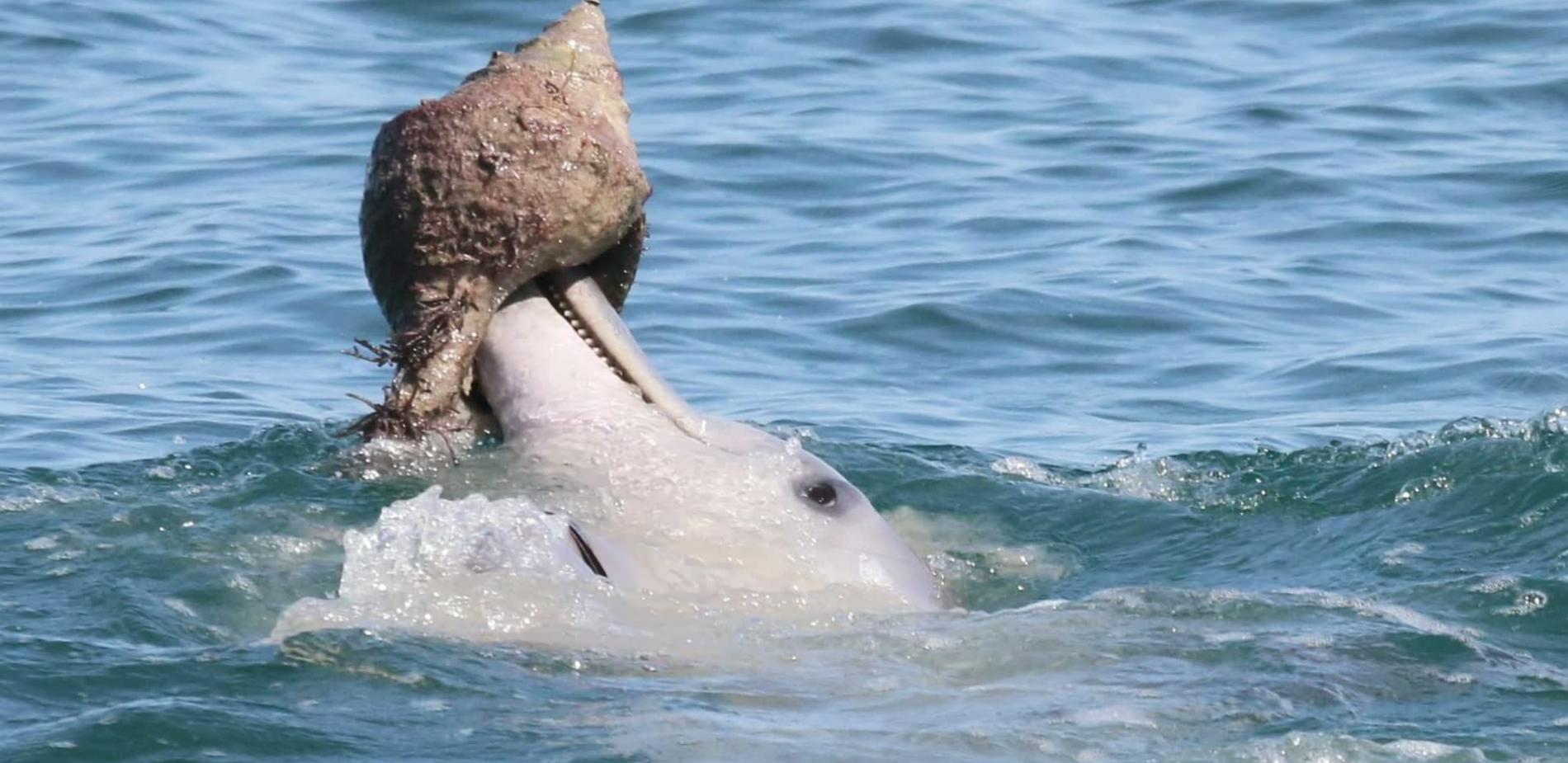 Des outils chez les dauphins