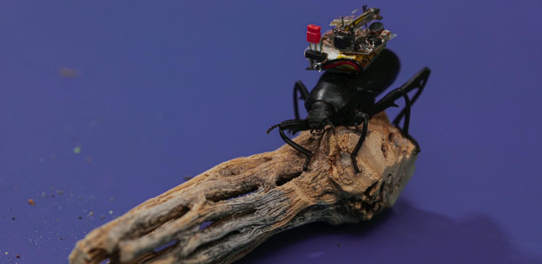 Filmer le monde à hauteur d’insecte