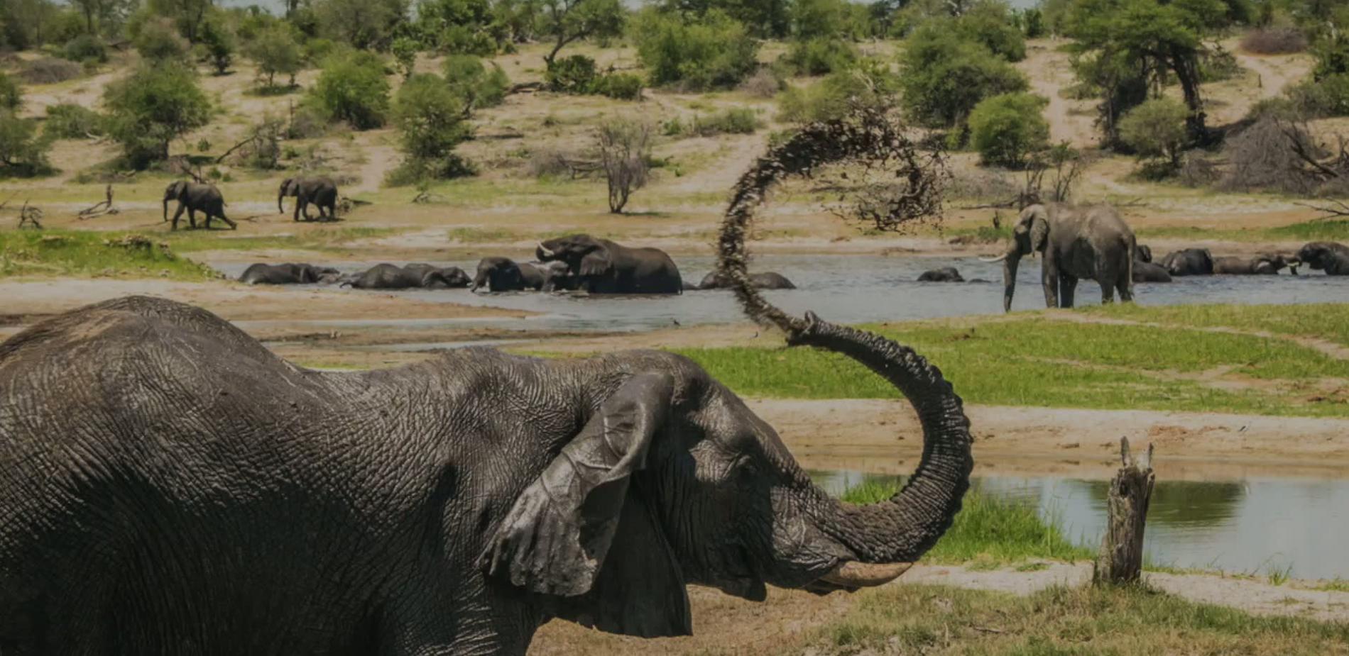 Le rôle sous-estimé des grands éléphants mâles