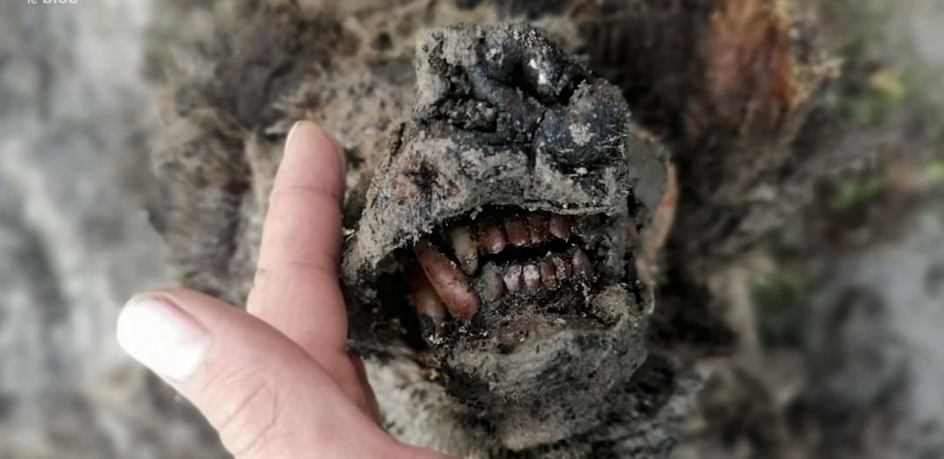 Un ours des cavernes découvert en Sibérie