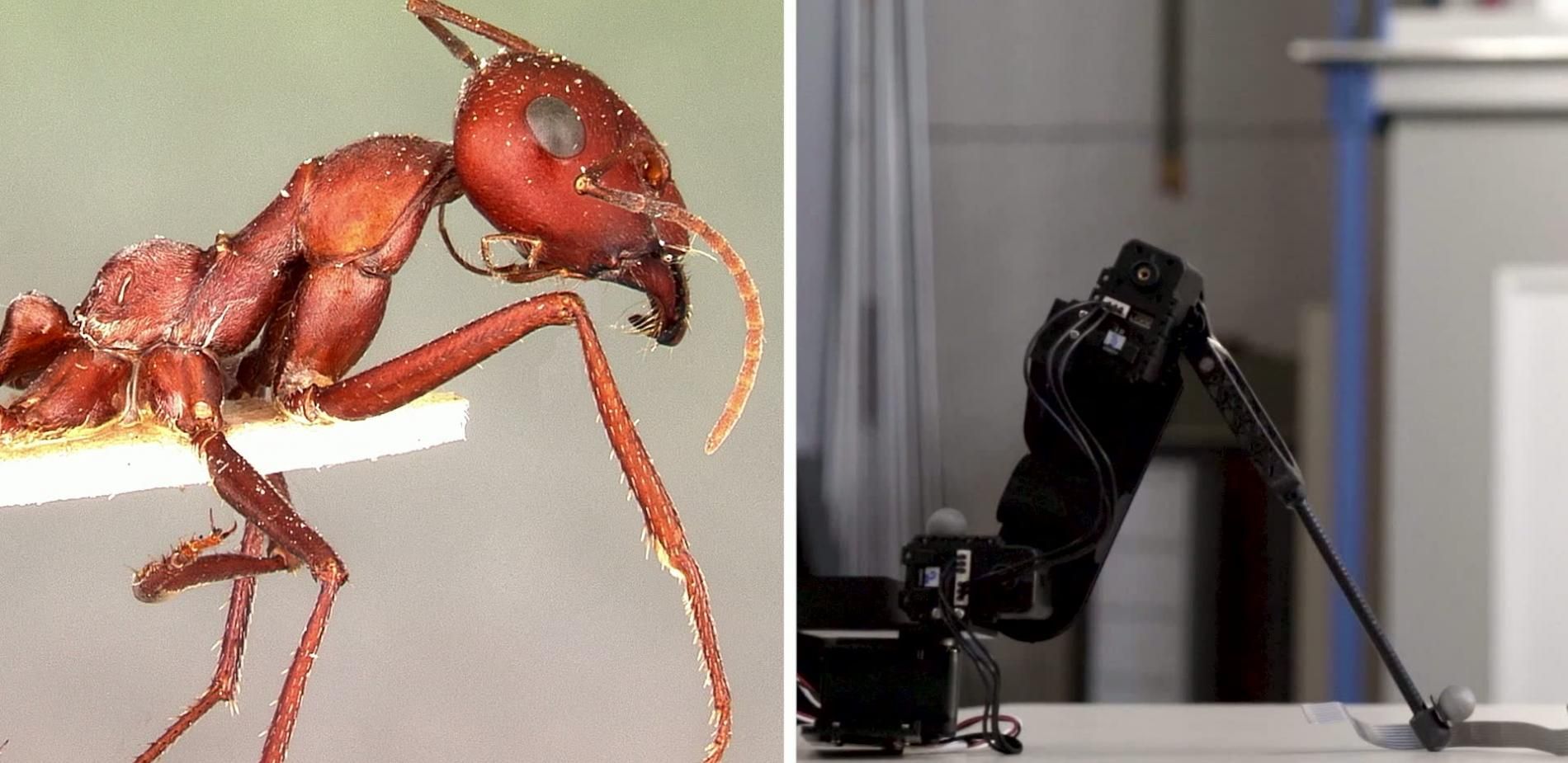 Le bio-robot